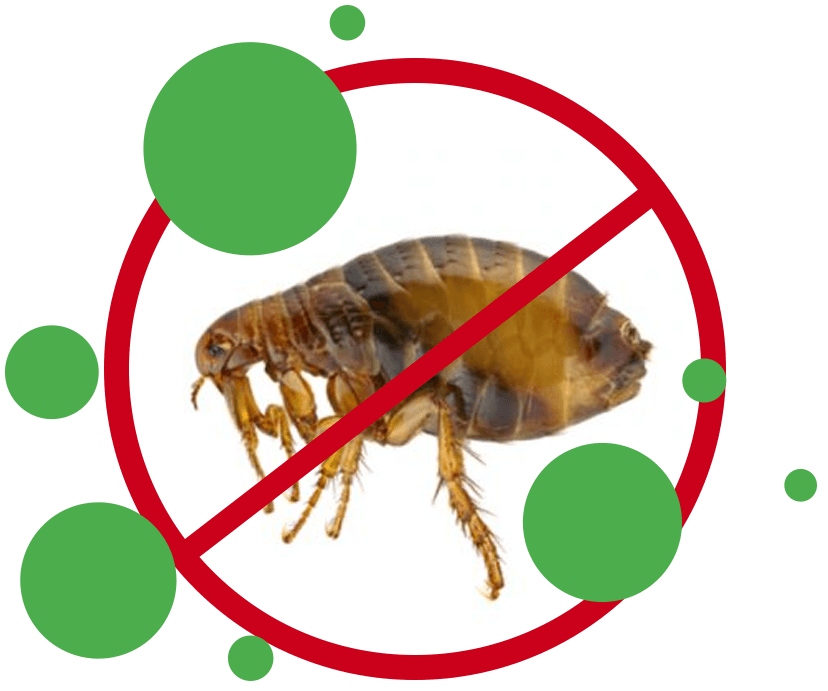 Flea Vacate Treatments Perth Image