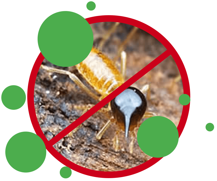 Termite Protection & Termite Treatments Perth Image